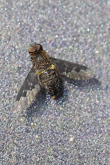 Small bee fly with mottled wings  Canada,Geotagged,Hemipenthes morio,Summer