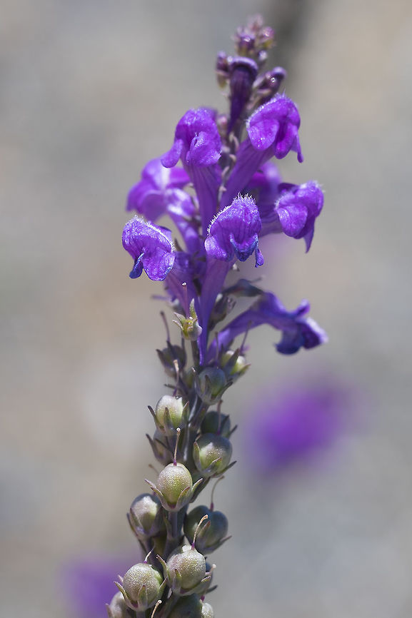 Purple toadflax Growing on the beach a few dozen feet above the high tide area Canada,Geotagged,Linaria purpurea,Summer