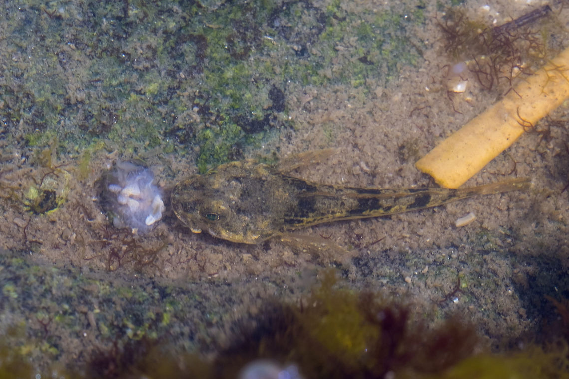 Small tide pool fish Pacific staghorn sculpin - who knew... there&#039;s a ton of species of these little fish, some of which inhabit tide pools. Canada,Geotagged,Leptocottus armatus,Oligocottus maculosus,Pacific staghorn sculpin,Summer,Tidepool sculpin