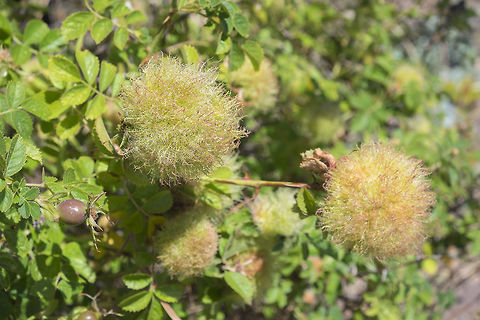 Mossy rose gall galls caused by small sting-less wasps Canada,Diplolepis rosae,Geotagged,Rose bedeguar gall,Summer