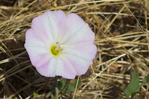 Field bindweed  Canada,Convolvulus arvensis,Geotagged,Summer