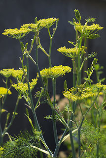 Dill  Anethum graveolens,Canada,Dill,Geotagged,Summer