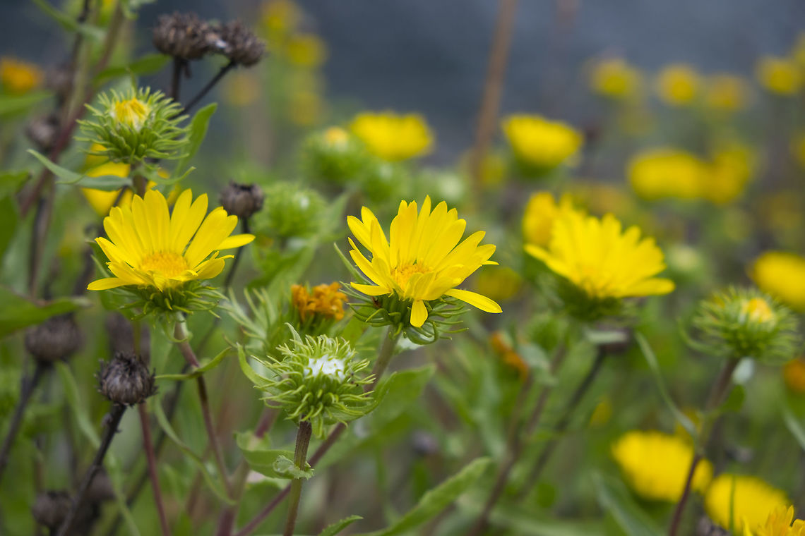 hairy gumweed  Canada,Geotagged,Grindelia hirsutula,Summer
