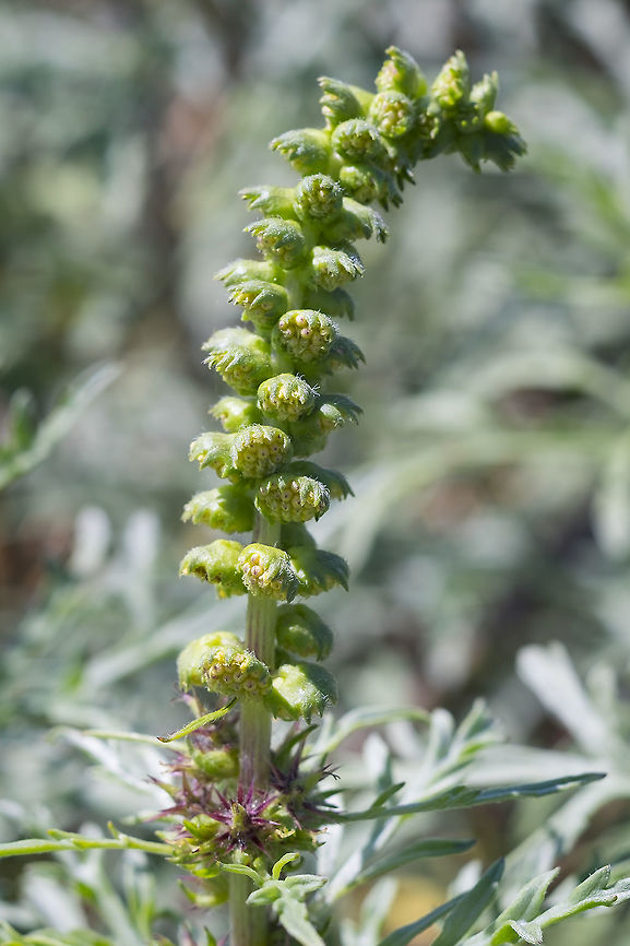 cut leaf beach bur  Ambrosia chamissonis,Canada,Geotagged,Summer