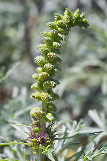 cut leaf beach bur  Ambrosia chamissonis,Canada,Geotagged,Summer