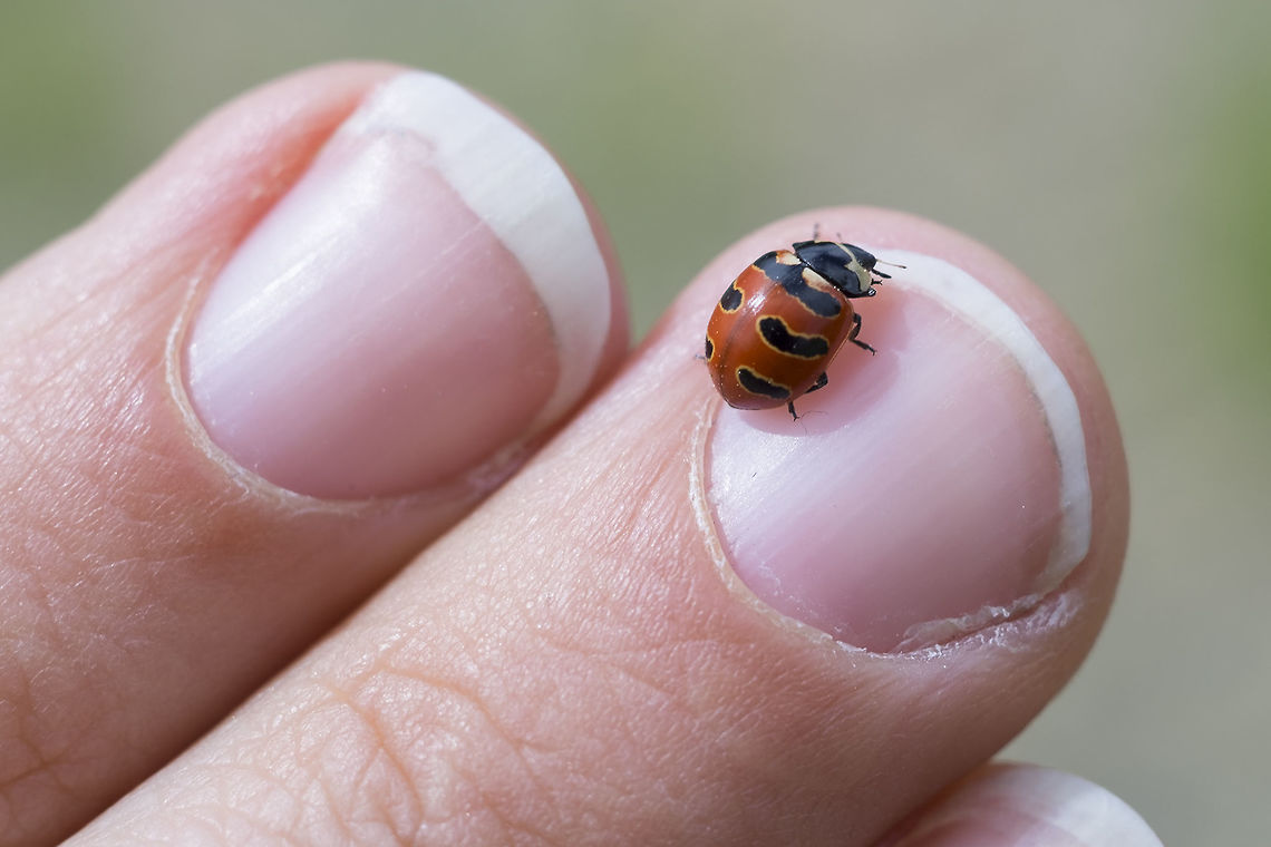 Three banded lady beetle  Canada,Coccinella trifasciata,Geotagged,Summer,Three-banded Lady Beetle
