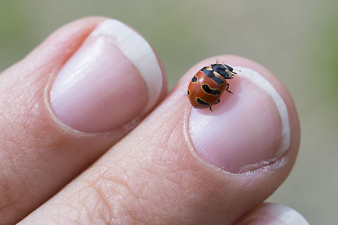 Three banded lady beetle  Canada,Coccinella trifasciata,Geotagged,Summer,Three-banded Lady Beetle