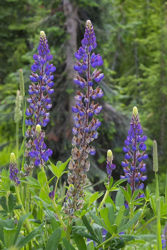 Big leaf lupin  Bigleaf Lupine,Canada,Geotagged,Lupinus polyphyllus,Summer