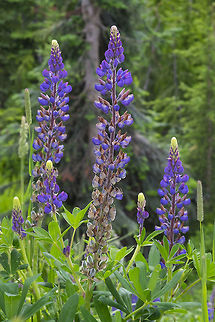Big leaf lupin  Bigleaf Lupine,Canada,Geotagged,Lupinus polyphyllus,Summer