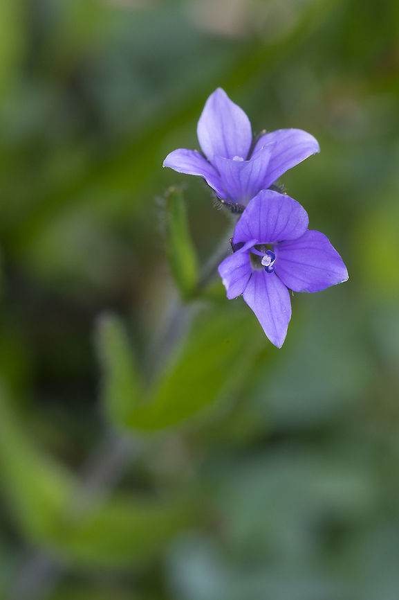 Alpine speedwell  Canada,Geotagged,Summer,Veronica wormskjoldii