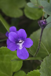 common butterwort  Canada,Common butterwort,Geotagged,Pinguicula vulgaris,Summer