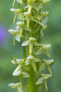 Northern green orchid  Canada,Geotagged,Northern Green Orchid,Northern green orchid,Platanthera aquilonis,Platanthera hyperborea,Summer