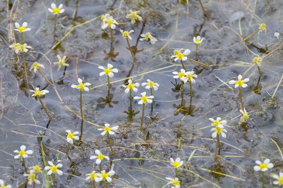 submerged marsh marigolds  Caltha leptosepala,Canada,Geotagged,Summer