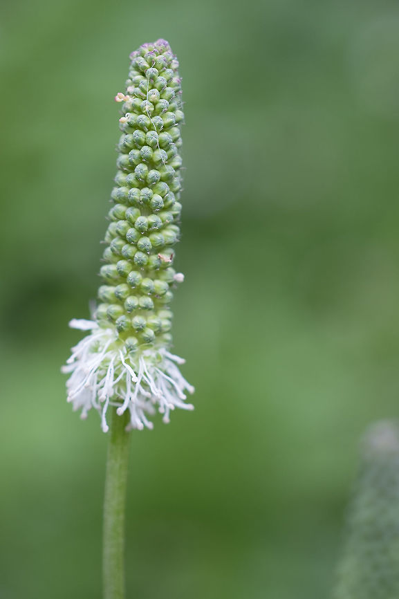 Canadian burnet  Canada,Geotagged,Sanguisorba canadensis,Summer