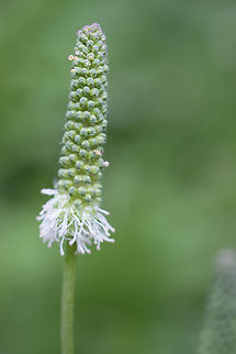 Canadian burnet  Canada,Geotagged,Sanguisorba canadensis,Summer