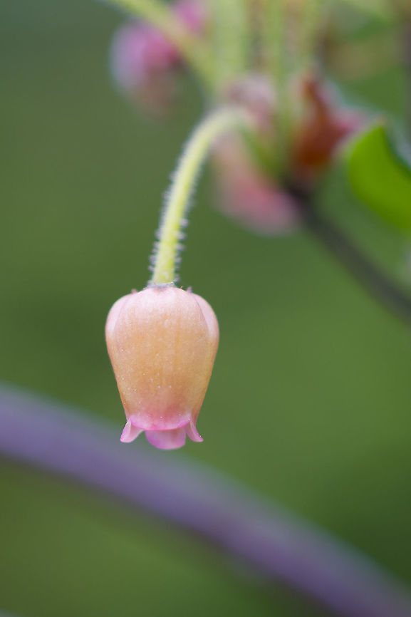 False huckleberry  Canada,Geotagged,Rhododendron menziesii,Rusty menziesia,Summer