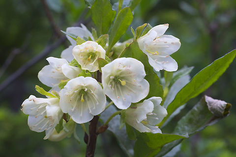 white rhododendron  Canada,Cascade Azaela,Geotagged,Rhododendron albiflorum,Summer