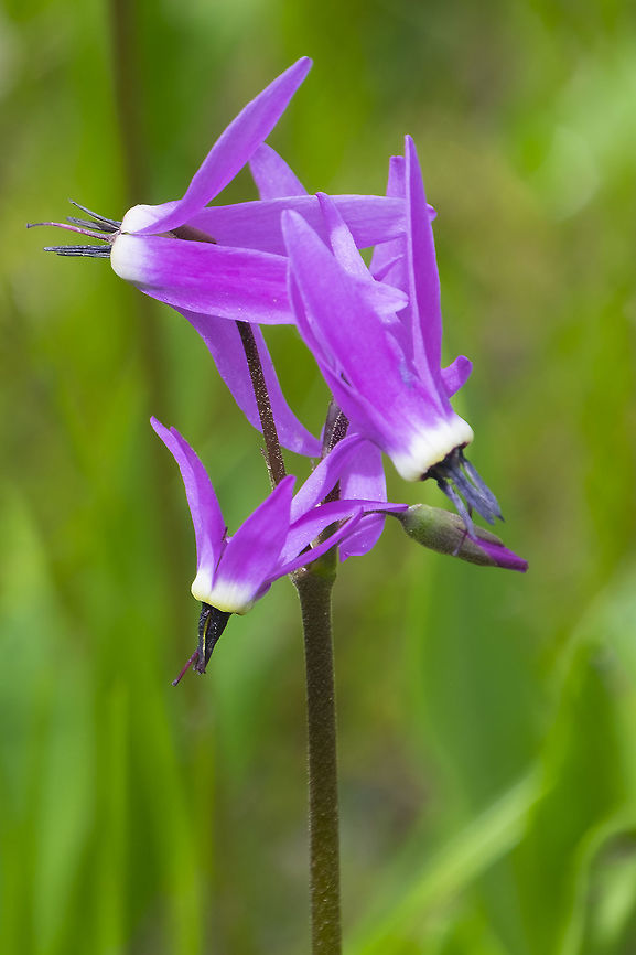 Jeffrey's shooting star  Canada,Dodecatheon jeffreyi,Geotagged,Summer