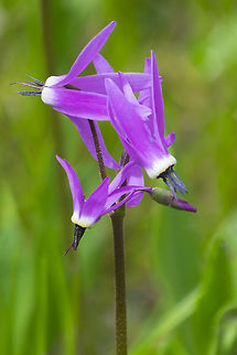 Jeffrey's shooting star  Canada,Dodecatheon jeffreyi,Geotagged,Summer
