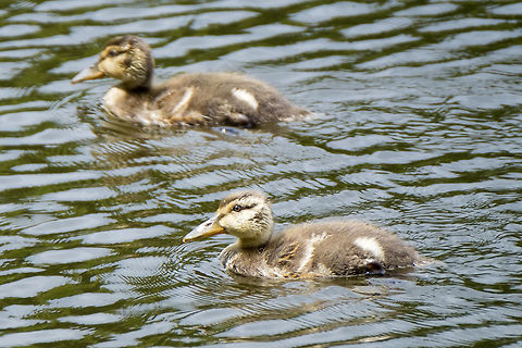 Young ducks possibly a mallard x cinnamon teal cross... mom has a very mallardy look about her - except that she also has an exceptionally large beak like the little ones here. Canada,Geotagged,Summer