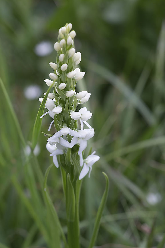 white bog orchid  Canada,Geotagged,Platanthera dilatata,Summer,White Bog Orchid