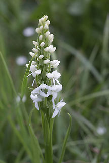 white bog orchid  Canada,Geotagged,Platanthera dilatata,Summer,White Bog Orchid