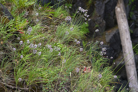nodding onion  Allium cernuum,Canada,Geotagged,Nodding onion,Summer