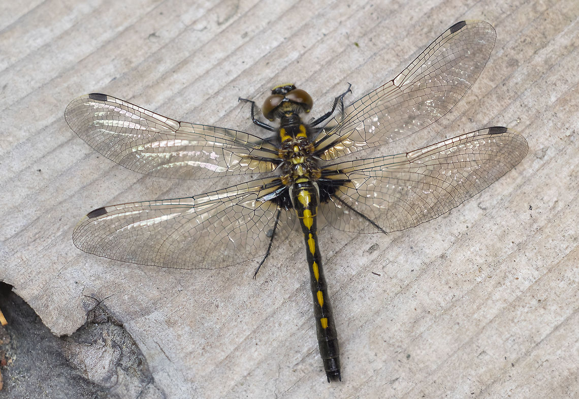 Black and yellow dragonfly - female Leucorrhinia sp. Leucorrhinia sp. working to narrow it down - L. glacialis, L. hudsonica, L. intacta, L. proxima<br />
<br />
LOL - BugGuide has so far ID'd this lady as L. proxima - the only one I thought I'd eliminated... we'll see if there's any disagreement or if it sticks. Belted whiteface,Canada,Geotagged,Leucorrhinia proxima
