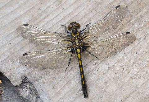 Black and yellow dragonfly - female Leucorrhinia sp. Leucorrhinia sp. working to narrow it down - L. glacialis, L. hudsonica, L. intacta, L. proxima

LOL - BugGuide has so far ID'd this lady as L. proxima - the only one I thought I'd eliminated... we'll see if there's any disagreement or if it sticks. Belted whiteface,Canada,Geotagged,Leucorrhinia proxima