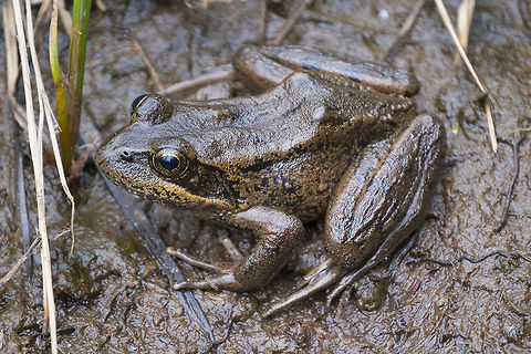 Northern red-legged frog under threat from bullfrogs Canada,Geotagged,Northern red-legged frog,Rana aurora,Summer