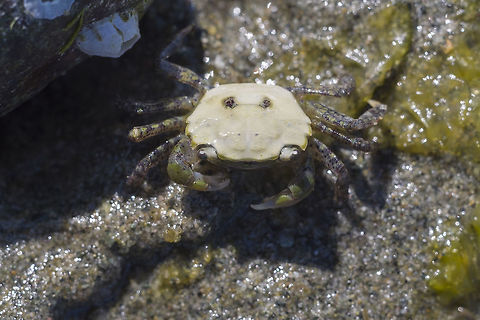 Green shore crab - white variation  Canada,Geotagged,Hairy shore crab,Hemigrapsus oregonensis