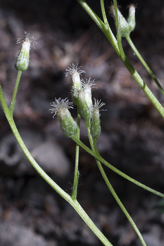 racemose pussytoe buds  Antennaria racemosa,Geotagged,Racemose pussytoes,Summer,United States