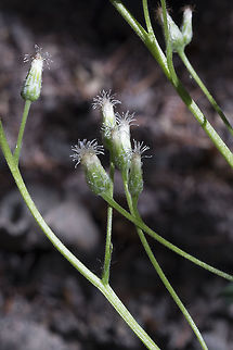 racemose pussytoe buds  Antennaria racemosa,Geotagged,Racemose pussytoes,Summer,United States