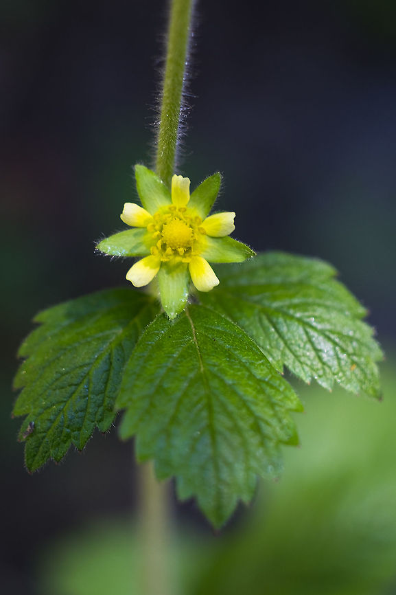 Greene's cinquefoil  Geotagged,Potentilla biennis,Summer,United States