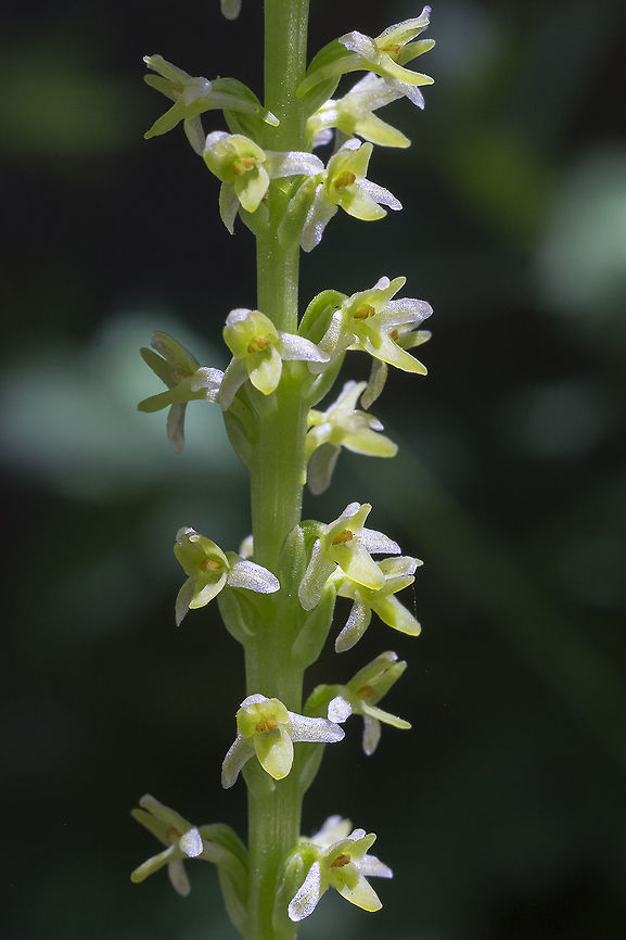 Alaska rein orchid for some reason I associate orchids with wet areas, but these lovely little green orchids prefer dry, even sunny spots. Geotagged,Piperia unalascensis,Slender-spire orchid,Summer,United States