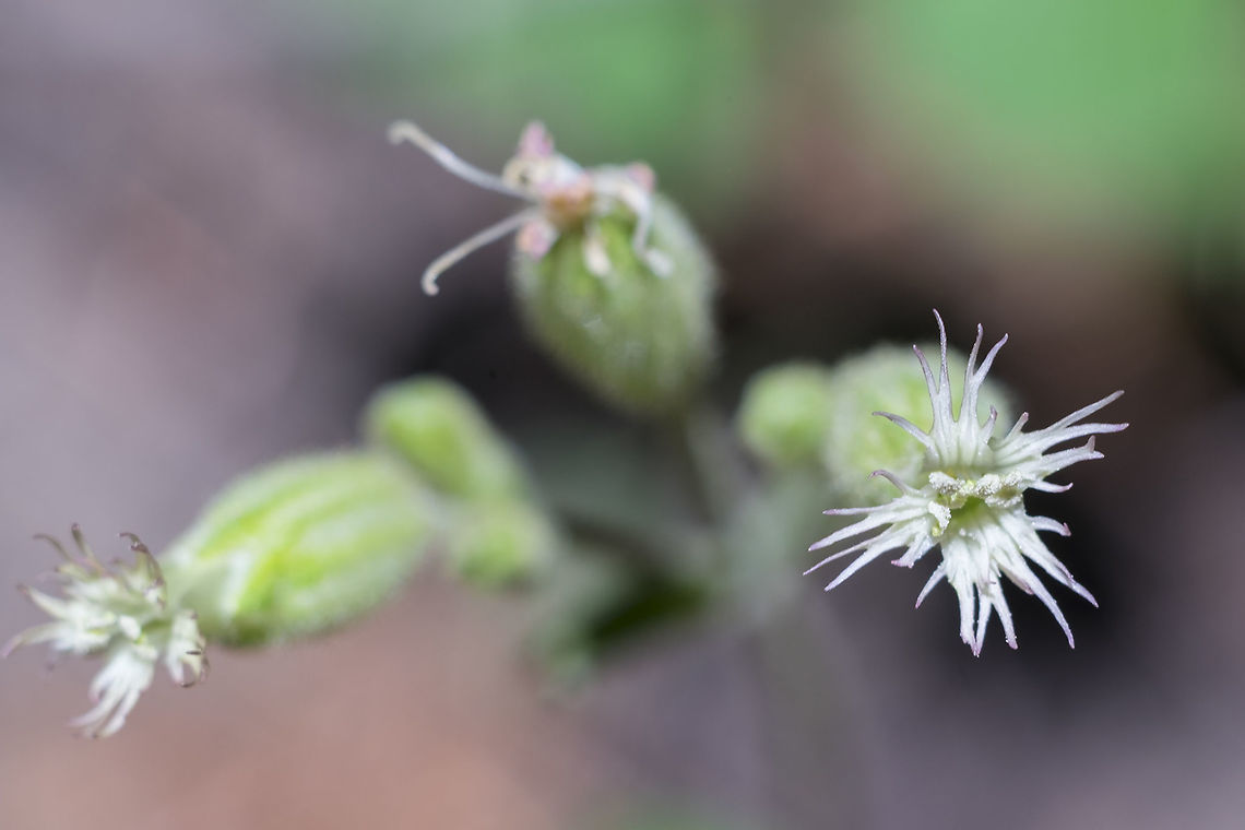 Oregon catchfly  Geotagged,Silene oregana,Summer,United States