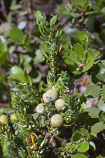 dwarf juniper  Common juniper,Geotagged,Juniperus communis,Summer,United States