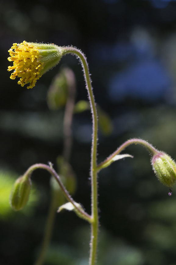 Parry's arnica also known as nodding arnica - but another species also has this common name...  Arnica parryi