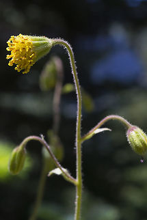 Parry's arnica also known as nodding arnica - but another species also has this common name...  Arnica parryi