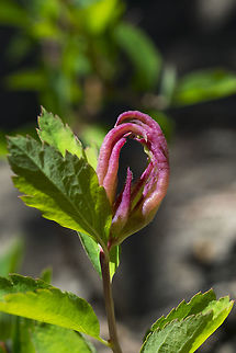 chicken feet... I'm not sure if this is just a couple of rolled up leaves that haven't opened up yet (I suspect this) or some strange flowers - but they look extraordinarily like bird's feet...  Geotagged,Summer,United States