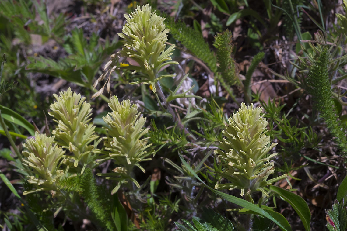 Mt. Rainier area paintbrush now I'm confused.... this really looks like Thompson's paintbrush, but it *only* grows with sage, which does not grow in this area. The only other green paintbrush I could find was Obscure paintbrush, but having found that at Grand park, I can say it looks quite different, and I don't think that this is just a variation... Castilleja cryptantha,Geotagged,Summer,United States,obscure indian paintbrush