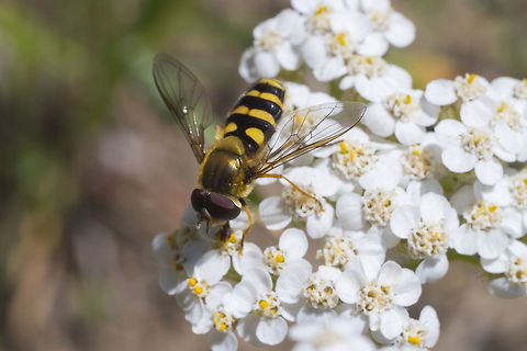 Syrphus sp. so far Syrphus has been confirmed by BugGuide, and S. ribesii has been suggested as the species. Geotagged,Summer,Syrphus ribesii,United States