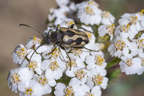 Judolia instabilis  Geotagged,Judolia instabilis,Summer,United States