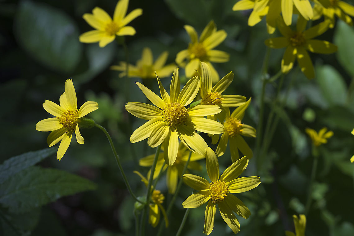 heartleaf arnica  Arnica cordifolia,Geotagged,Summer,United States