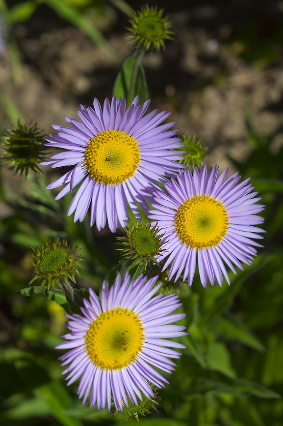 peregrine fleabane  Erigeron glacialis,Geotagged,Summer,United States
