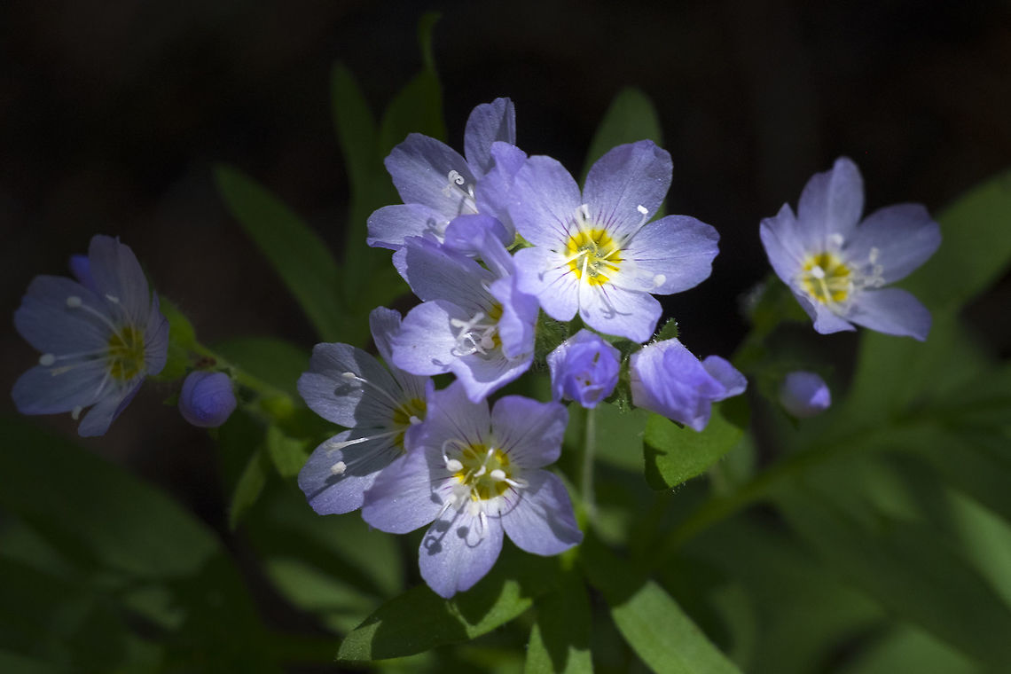 low Jacob's-ladder  Geotagged,Polemonium californicum,Polemonium elegans,Summer,United States,elegant Jacob's-ladder