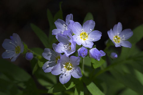 low Jacob's-ladder  Geotagged,Polemonium californicum,Polemonium elegans,Summer,United States,elegant Jacob's-ladder