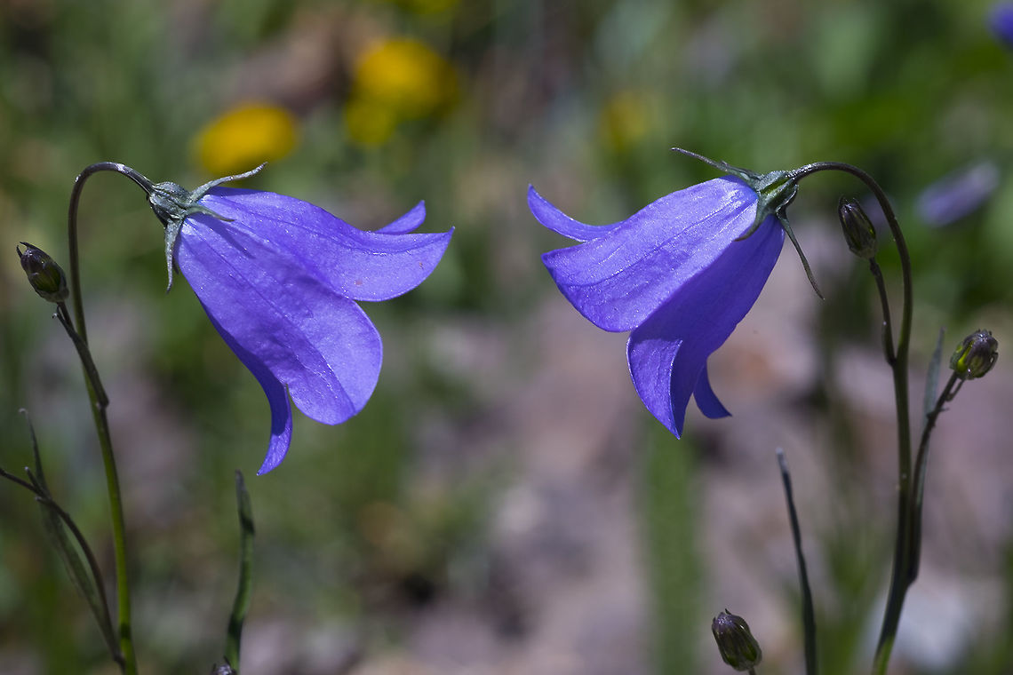 bluebell  Campanula rotundifolia,Geotagged,Harebell,Summer,United States