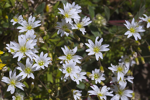 field chickweed widespread at many elevations Cerastium arvense,Field mouse-ear,Geotagged,Summer,United States