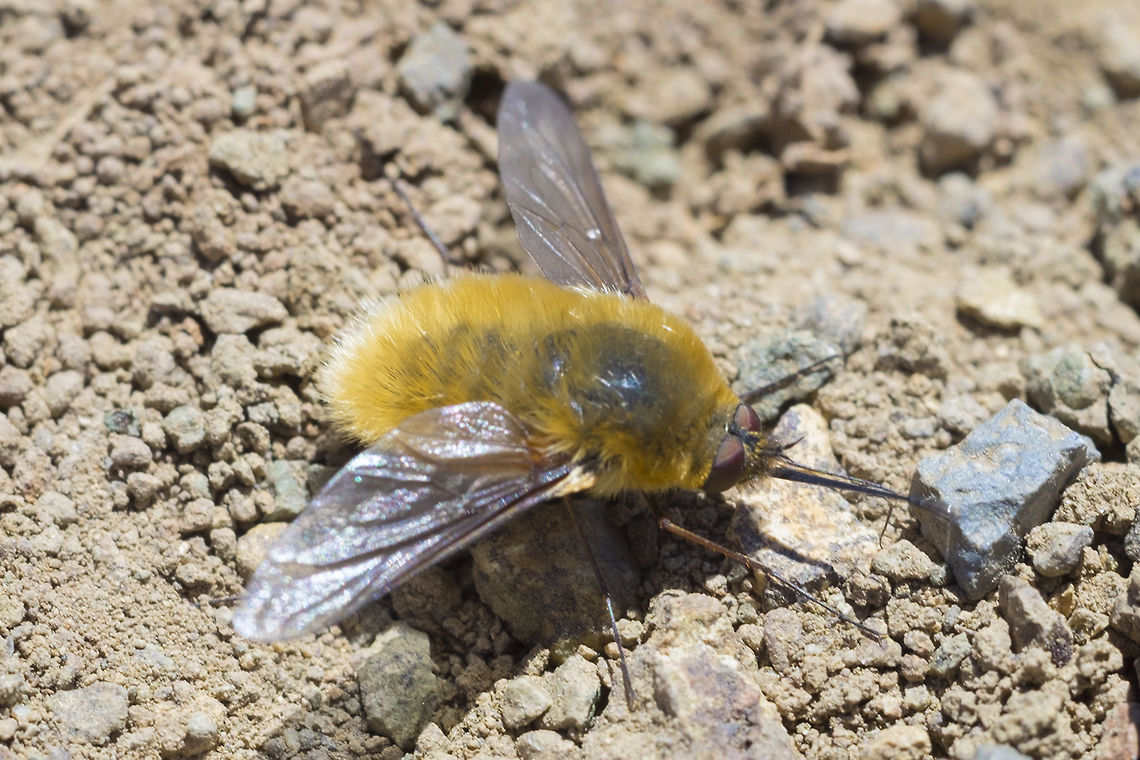 Beefly perhaps Systoechus sp. Geotagged,Grasshopper Bee Fly,Summer,Systoechus vulgaris,United States